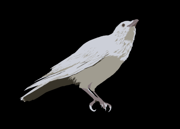 White Crow - Digital Download